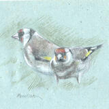 Goldfinches