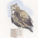 Eagle Owl