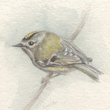Goldcrest
