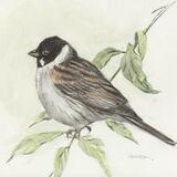 Reed Bunting