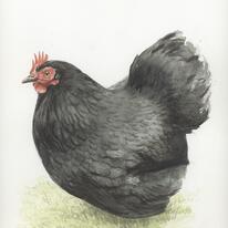 hidden Black Pekin Bantam