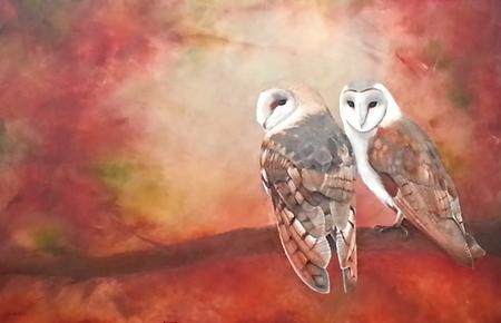 Autumn Barn Owls