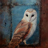Barn Owl