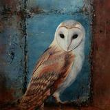 Barn Owl