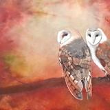 Autumn Barn Owls