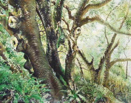 Sir Francis Drakes Trees 