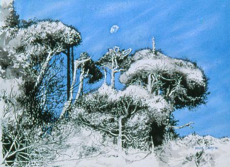 Cypress at Stillwater Highway #1 California