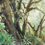 Sir Francis Drakes Trees 