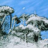 Cypress at Stillwater Highway #1 California