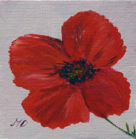 Scarlet Poppy