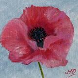 Pink Poppy