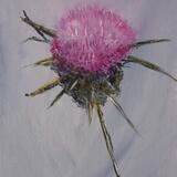 Pride of the Thistle