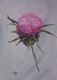 Pride of the Thistle