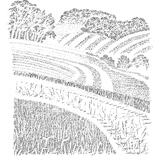 Wiltshire Landscape  III