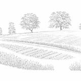 Wiltshire Landscape VII