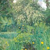 May tree and buttercups