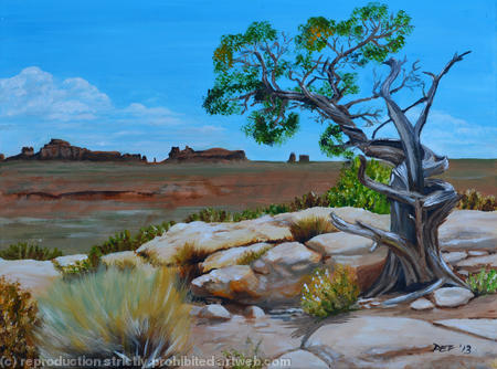 Utah Juniper, Arches National Park