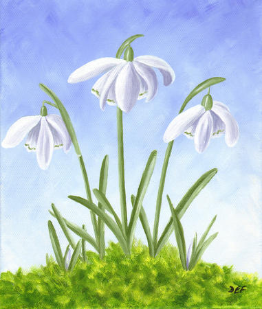 Three snowdrops in moss