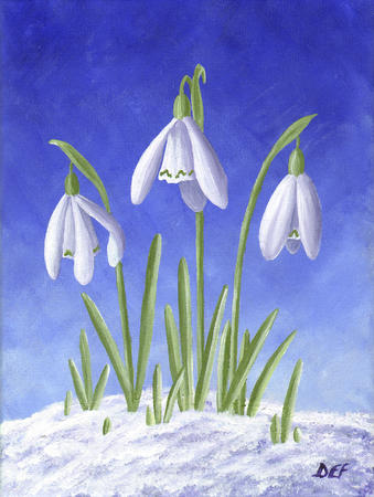 Three Snowdrops in snow