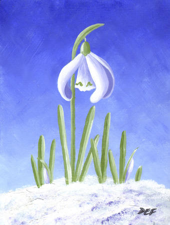Snowdrop in snow