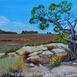 Utah Juniper, Arches National Park