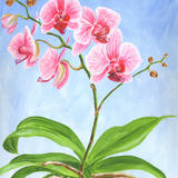 Pink and white moth orchid