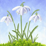 Three snowdrops in moss