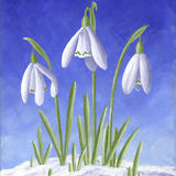 Three Snowdrops in snow