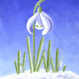 Snowdrop in snow