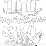 Wonders of Nature 1 - The Insect of the Perfect Day