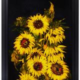 SUNFLOWERS D362