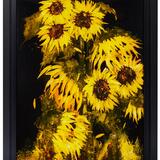 sunflowers D361