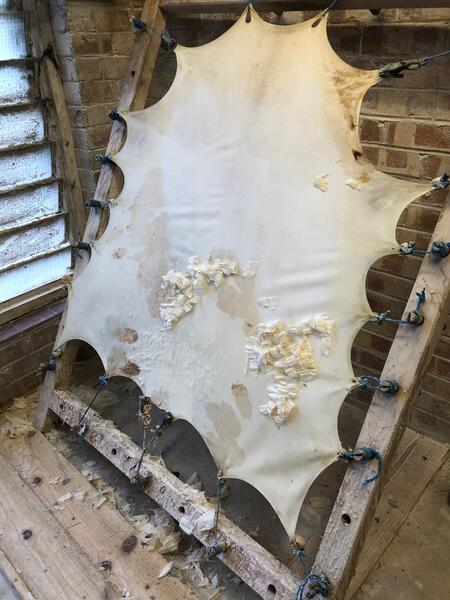 Scraping skins at tannery. 