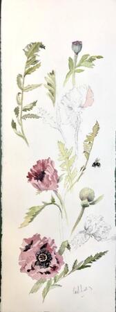 Oriental poppies. pink.