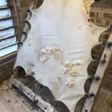 Scraping skins at tannery. 