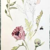 Oriental poppies. pink.