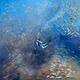 Diver