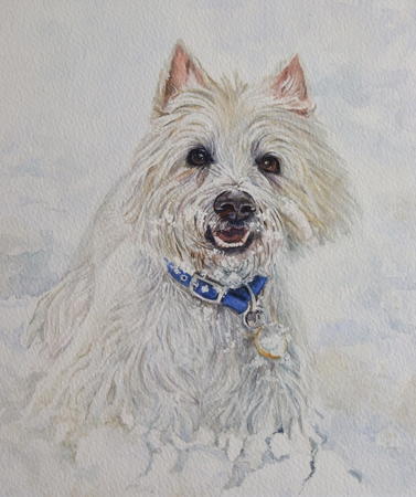 Highland white terrier 