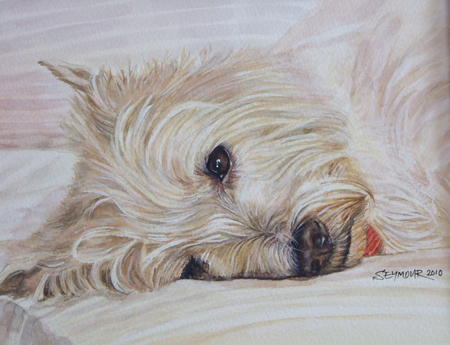 Highland white terrier 2