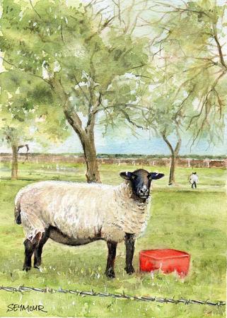 Sheep with red bucket