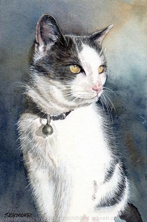 A cat called Maureen