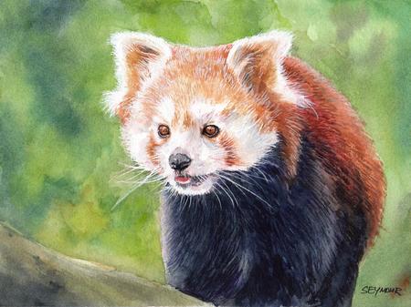 Red Panda