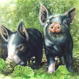 Two Berkshire Piglets