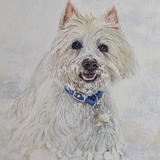 Highland white terrier 