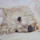 Highland white terrier 2