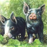Two Berkshire Piglets