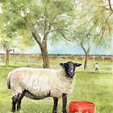 Sheep with red bucket