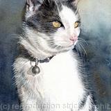 A cat called Maureen