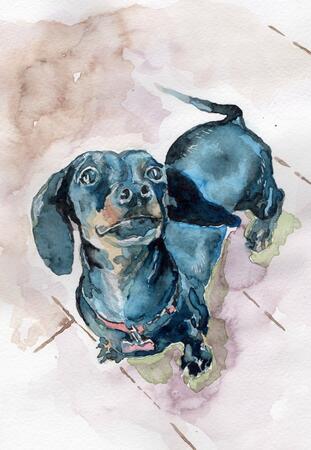 Willow the Dashhound