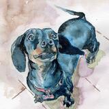 Willow the Dashhound